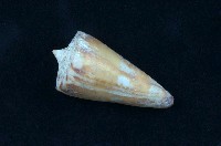 藏品(船長芋螺)的圖片